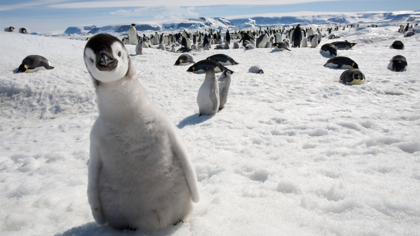 Windows 8 壁紙：南極洲，冰雪風景，南極企鵝 #4 - 1366x768