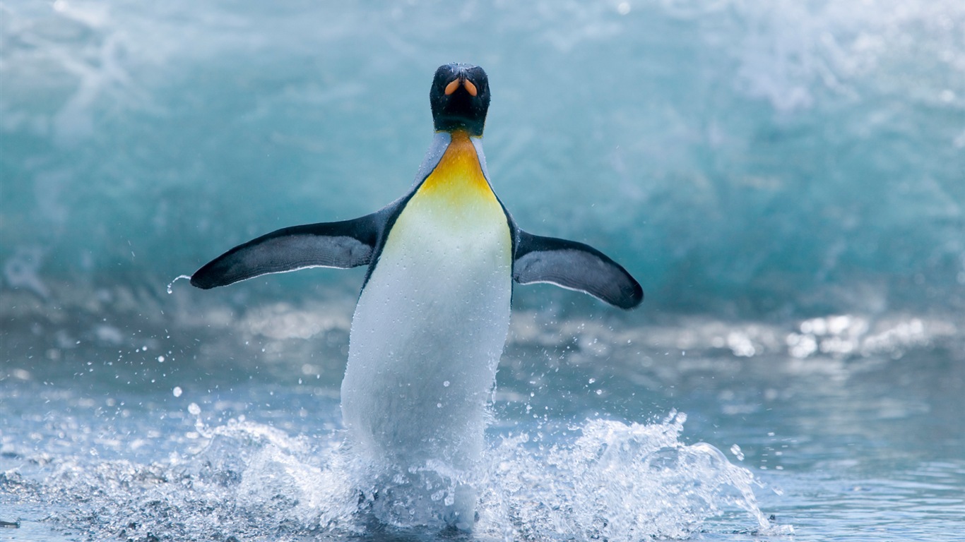 Windows 8 壁紙：南極洲，冰雪風景，南極企鵝 #6 - 1366x768