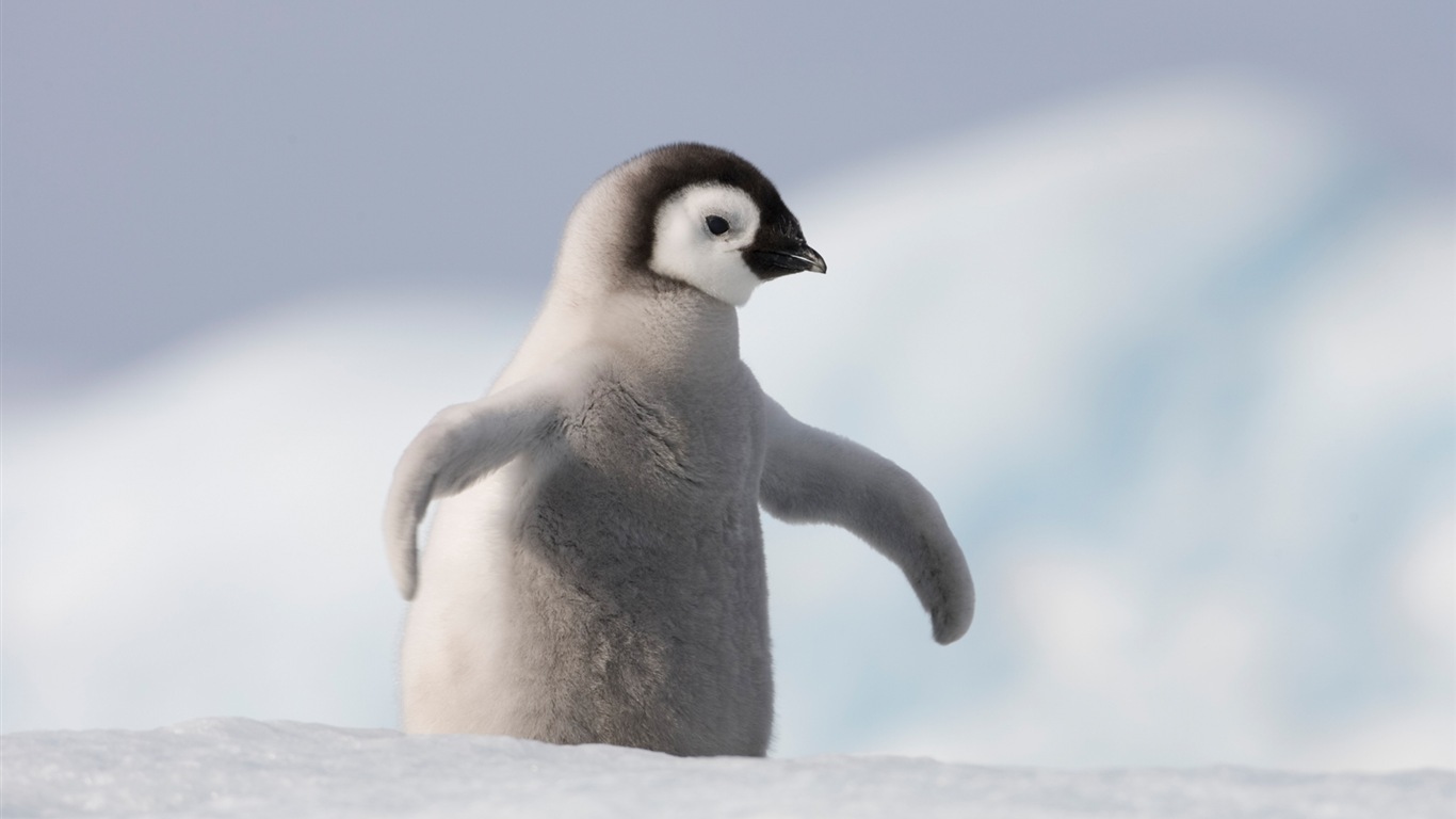 Windows 8 壁紙：南極洲，冰雪風景，南極企鵝 #8 - 1366x768