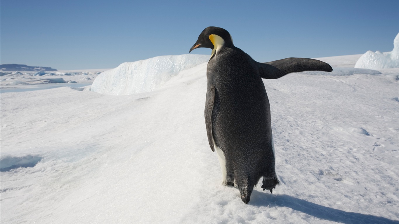 Windows 8 壁纸：南极洲，冰雪风景，南极企鹅10 - 1366x768
