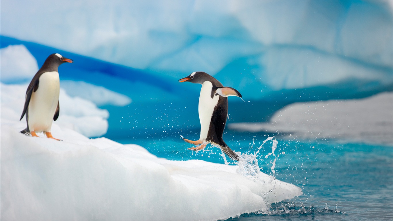 Windows 8 壁纸：南极洲，冰雪风景，南极企鹅12 - 1366x768