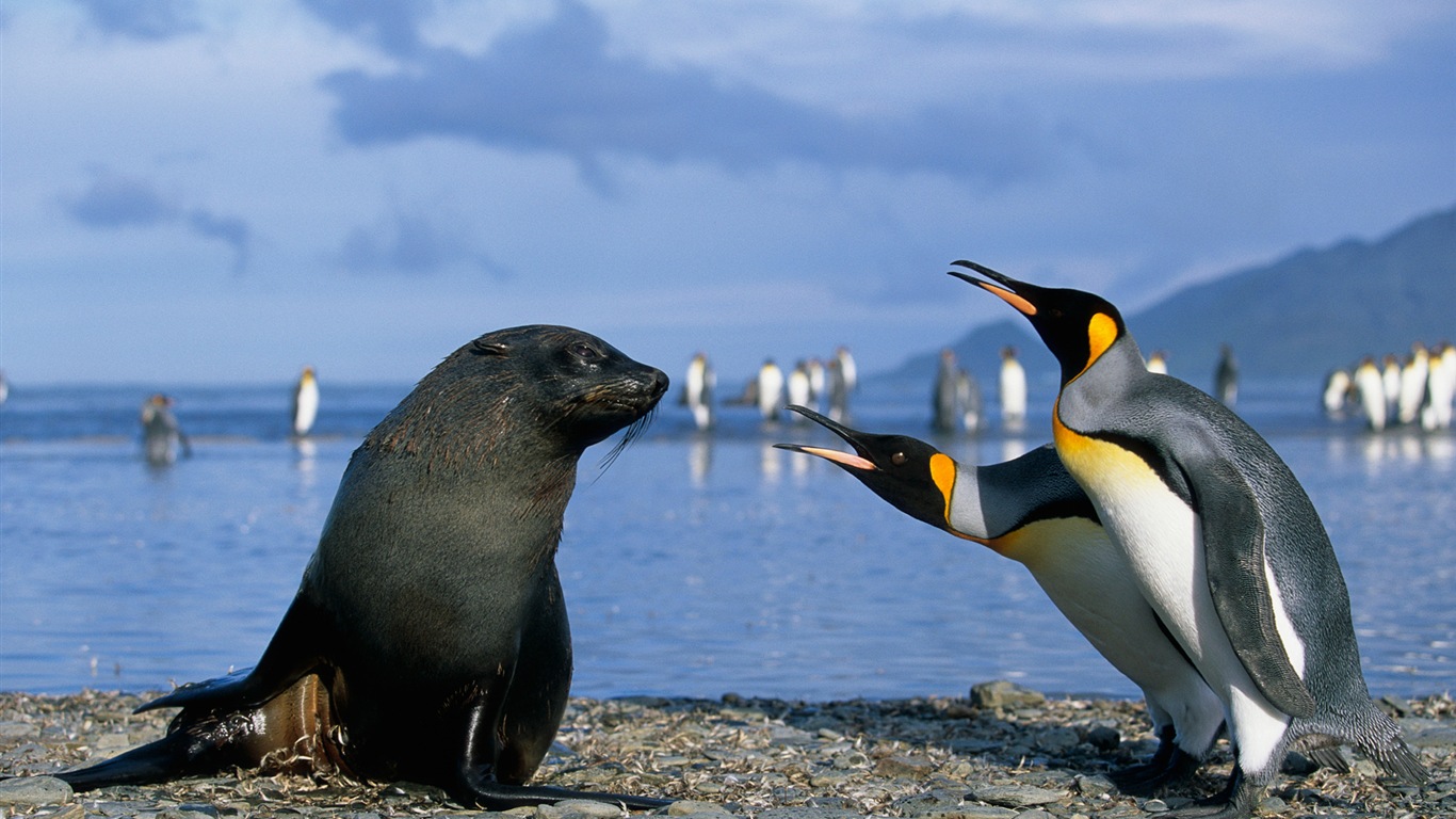 Windows 8 壁紙：南極洲，冰雪風景，南極企鵝 #14 - 1366x768