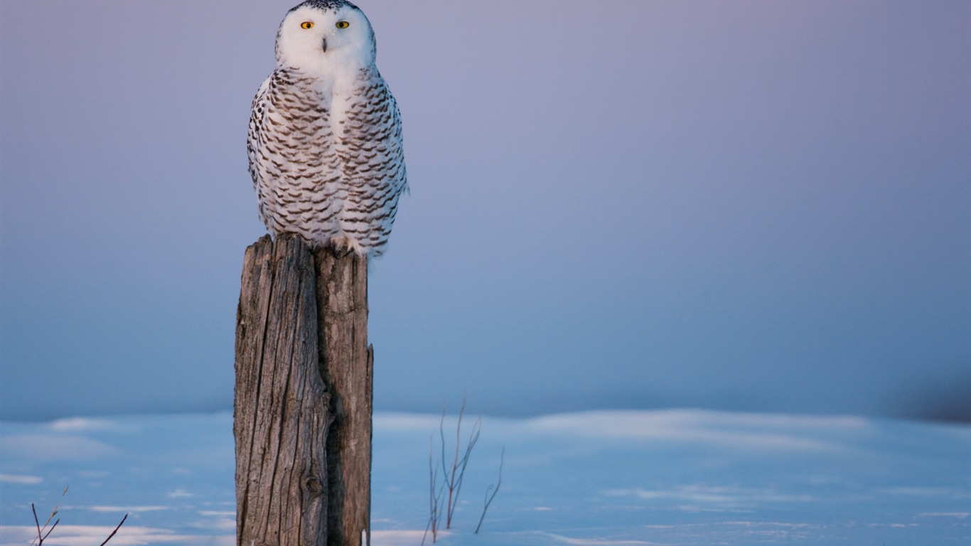 Windowsの8壁紙：北極、自然生態系の風景、北極の動物たち #2 - 1366x768