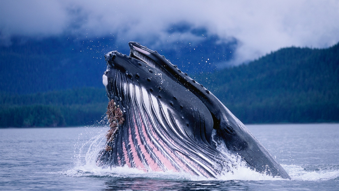 Windows 8 壁紙：北極圈，自然生態風景，北極動物 #4 - 1366x768