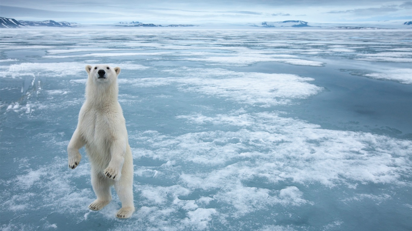 Windows 8 Wallpapers: Arctic, the nature ecological landscape, arctic animals #6 - 1366x768