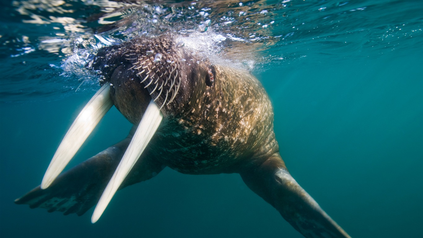 Windowsの8壁紙：北極、自然生態系の風景、北極の動物たち #8 - 1366x768