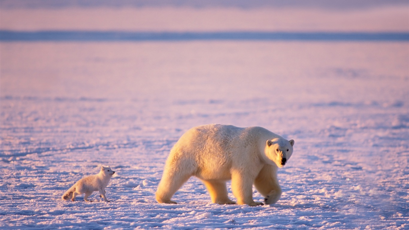 Windows 8 na plochu: Arctic, příroda ekologické krajiny, polární zvířata #10 - 1366x768