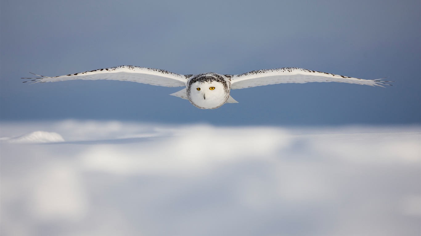 Windowsの8壁紙：北極、自然生態系の風景、北極の動物たち #12 - 1366x768