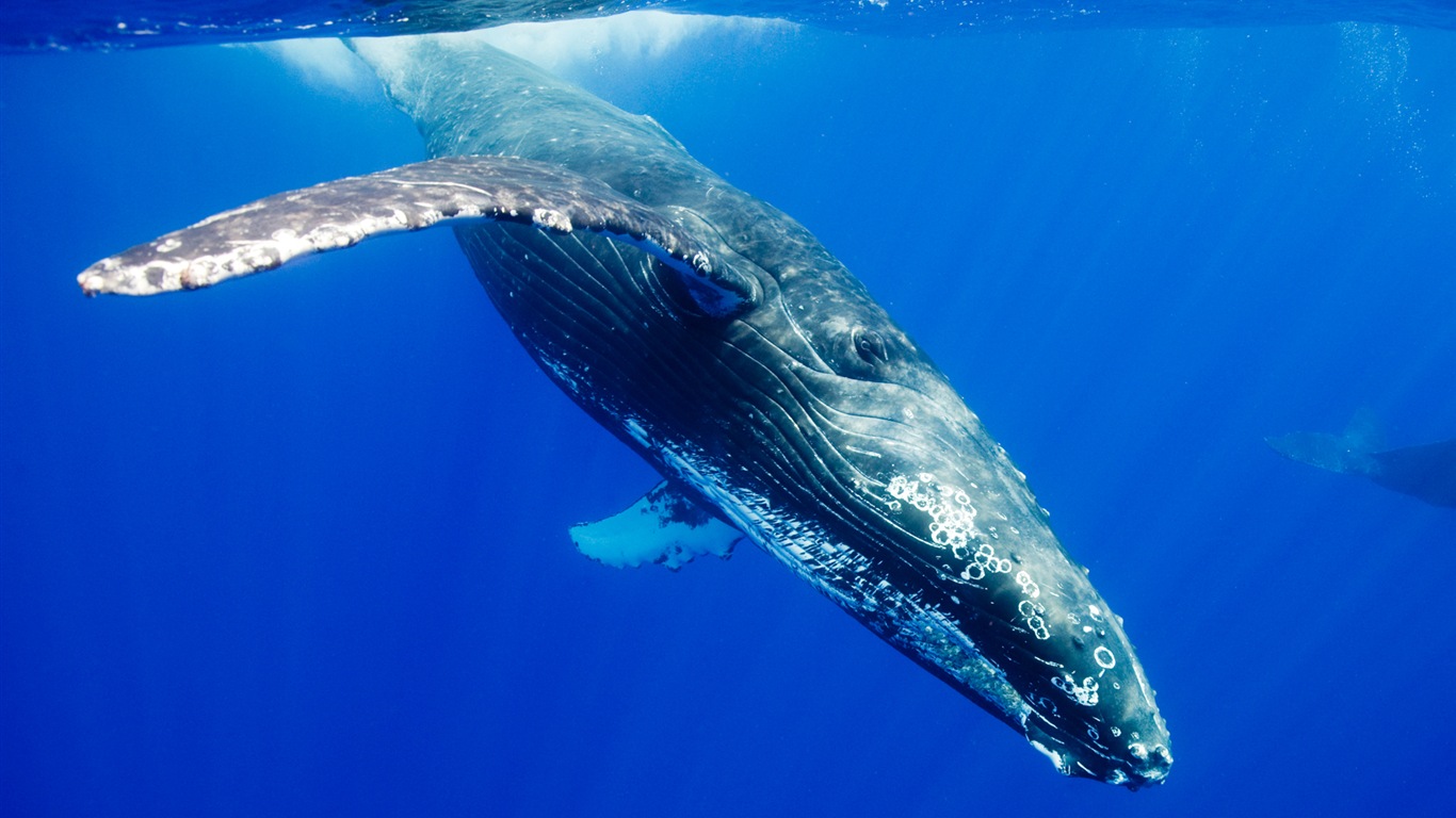 Windowsの8壁紙：北極、自然生態系の風景、北極の動物たち #13 - 1366x768