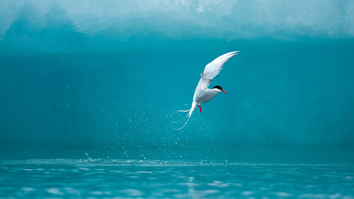 Fonds d'écran Windows 8: l'Arctique, le paysage de nature écologique, animaux arctiques #15 - 1366x768