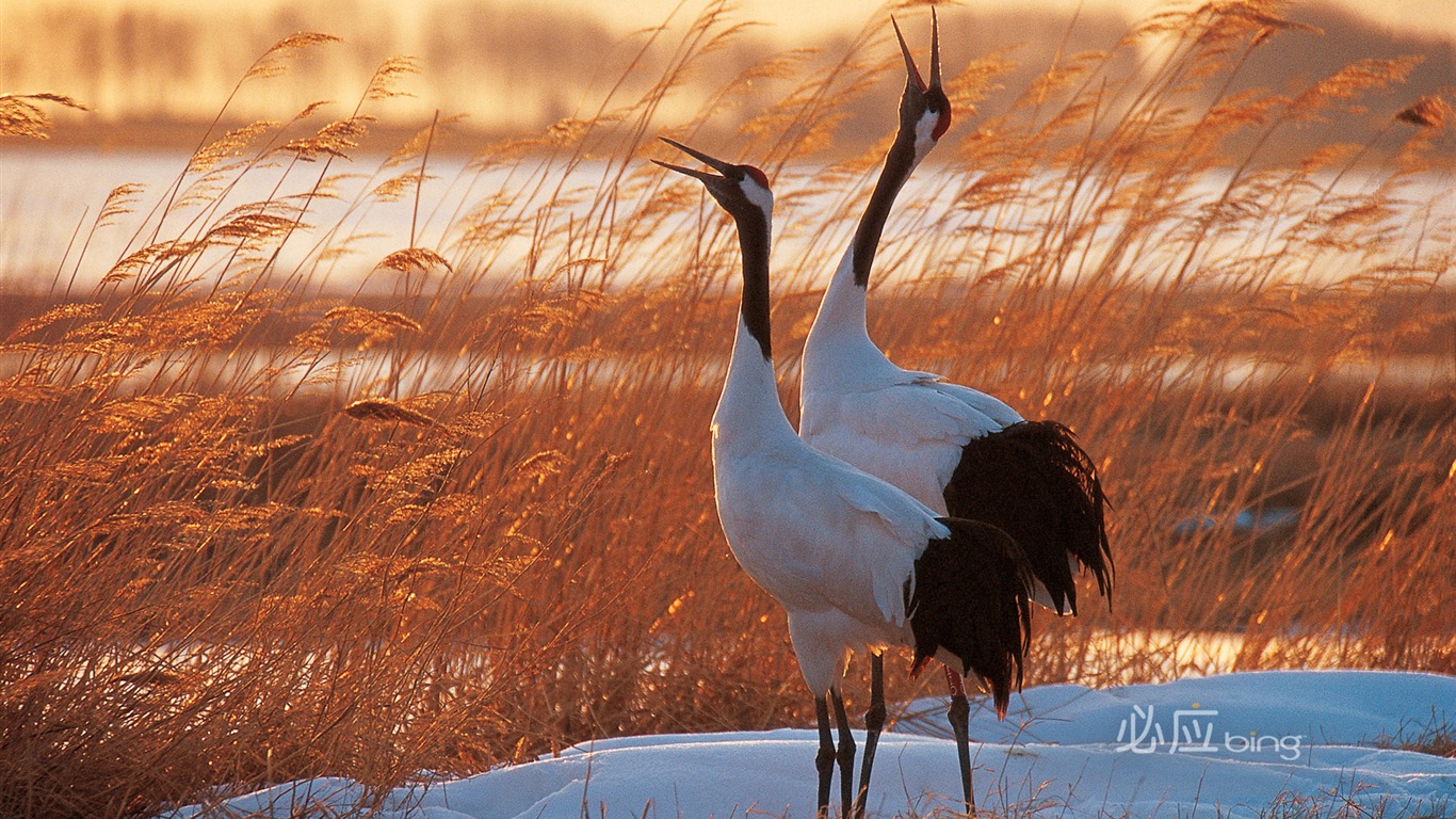 Bing selection best HD wallpapers: China theme wallpaper (2) #6 - 1366x768