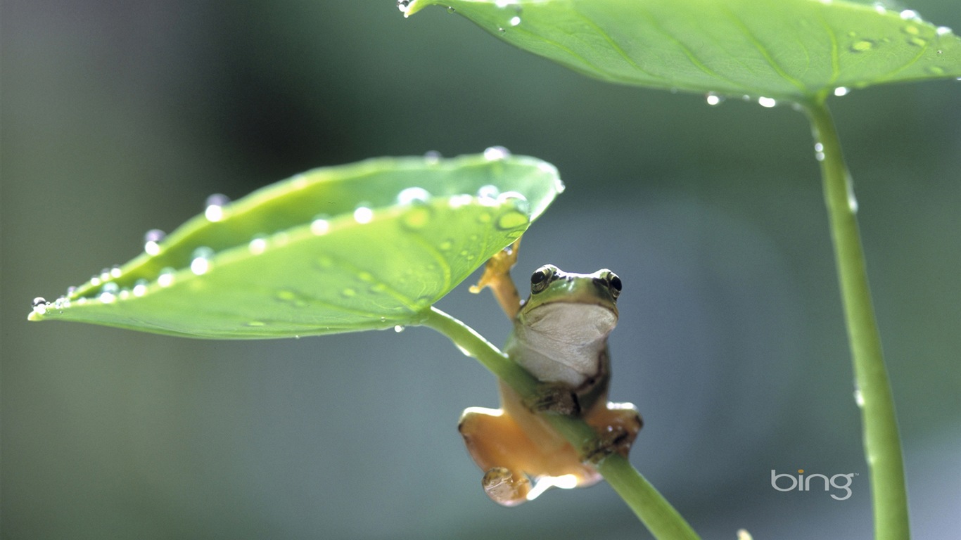 Bing 微軟必應高清壁紙：日本風景主題壁紙 #5 - 1366x768