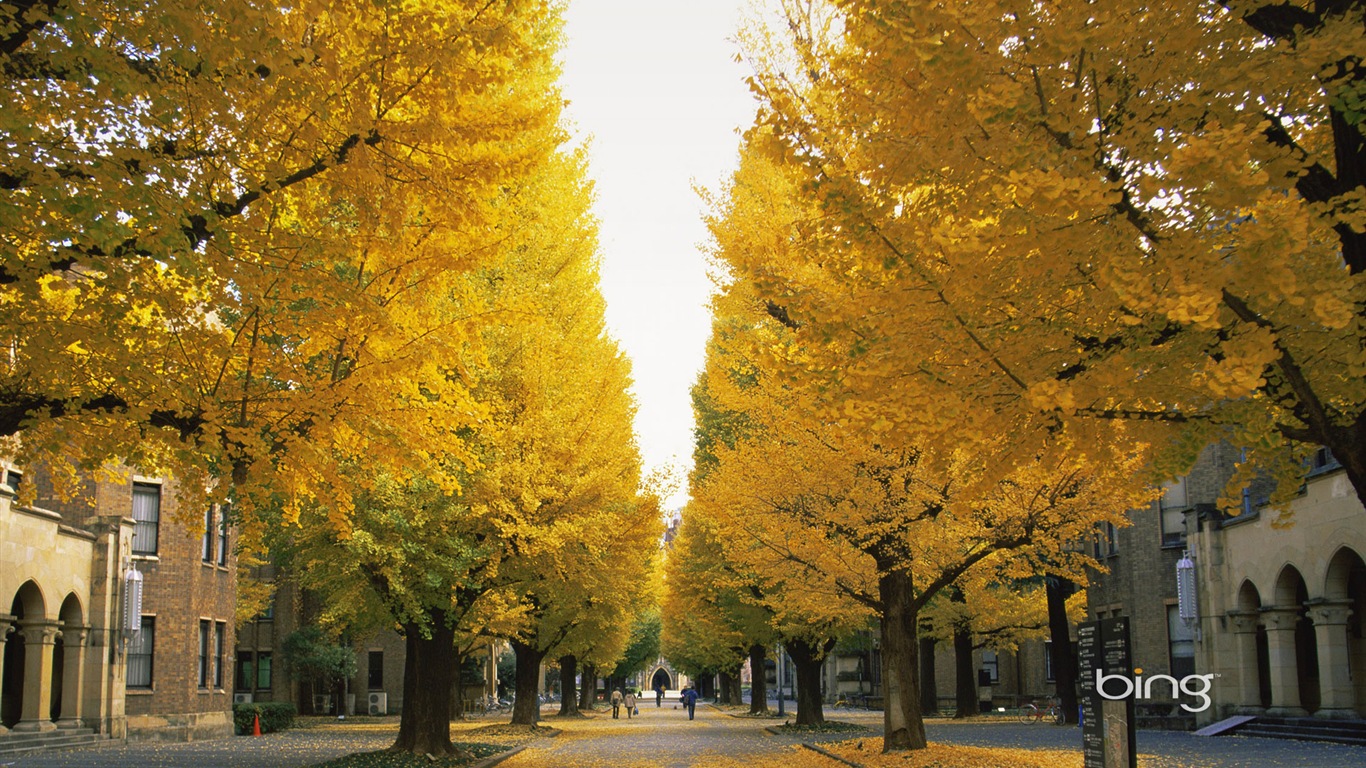 Microsoft Bing HD Wallpapers: fondos de escritorio de paisaje japonés tema #14 - 1366x768