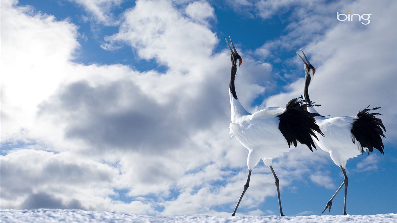 Microsoft Bing HD Wallpapers: fondos de escritorio de paisaje japonés tema #17 - 1366x768