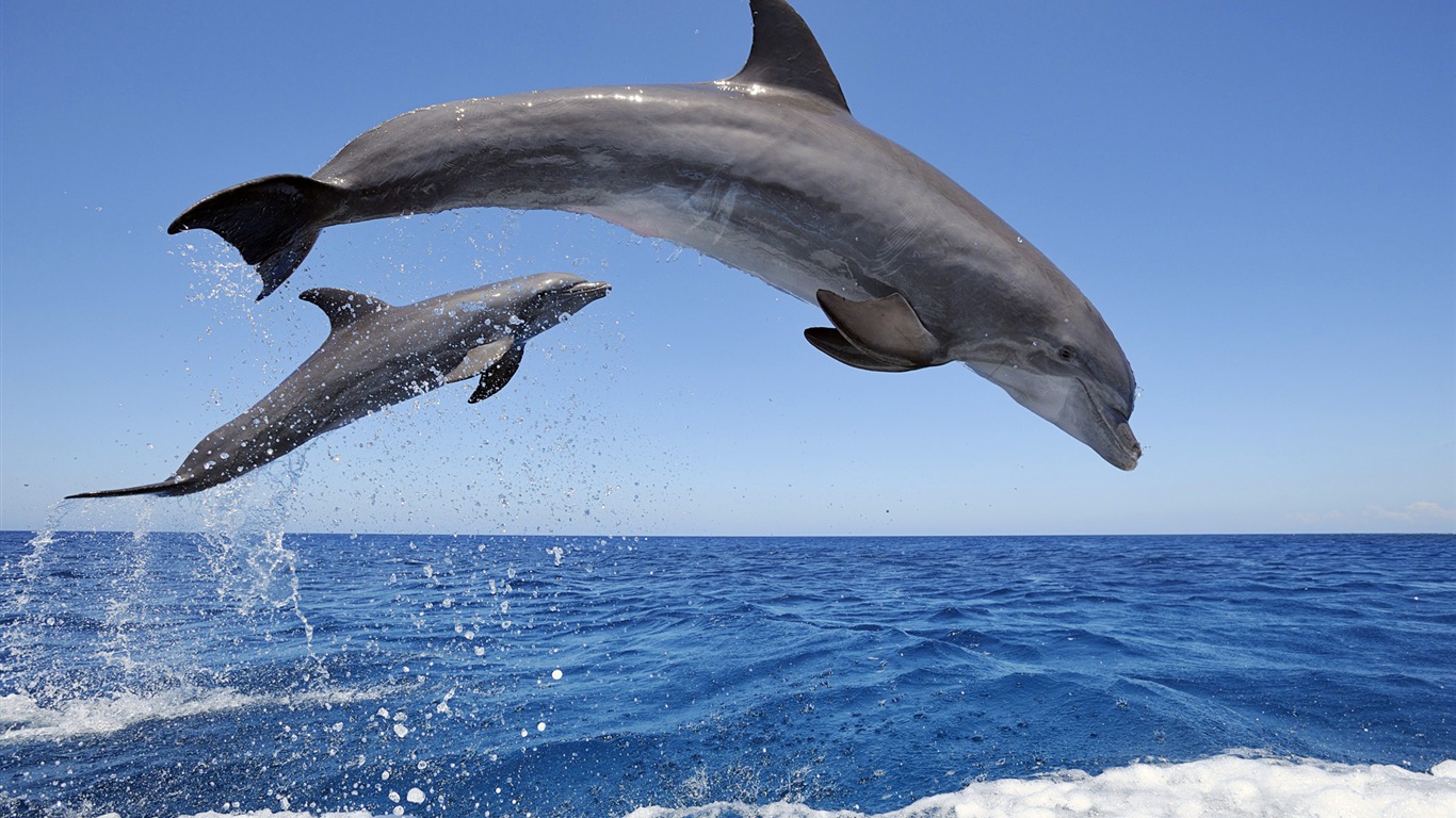 Fond d'écran thème Windows 8: les dauphins élégantes #1 - 1366x768