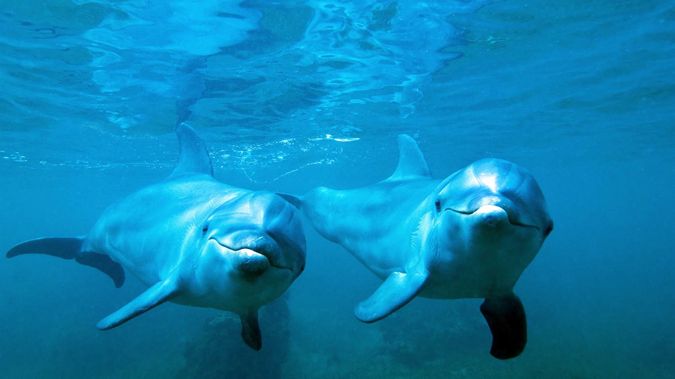 Windows 8 theme wallpaper: elegant dolphins #2 - 1366x768