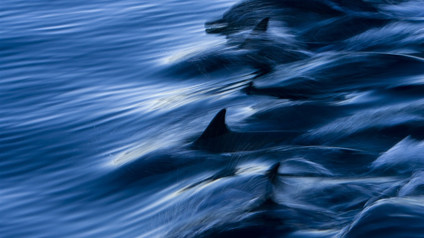 Windows 8 theme wallpaper: elegant dolphins #3 - 1366x768