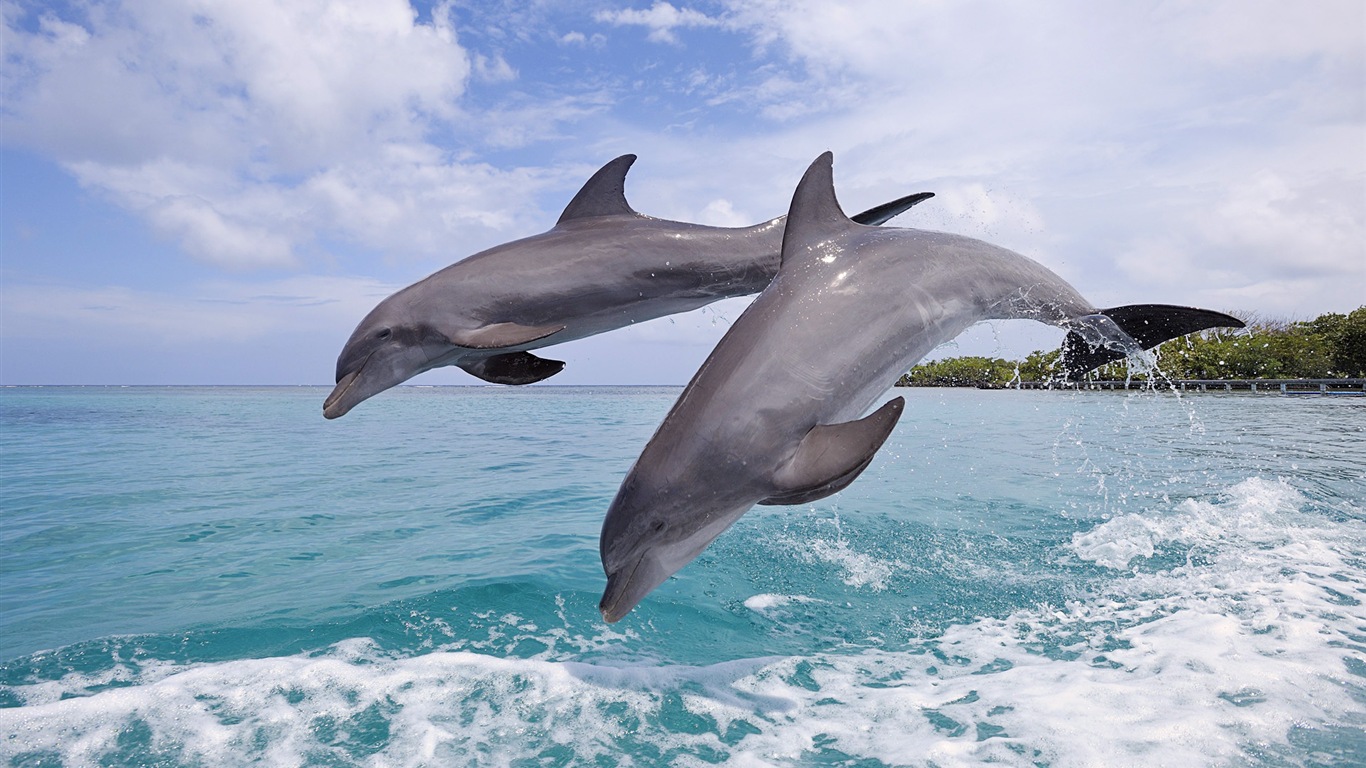 Windows 8 tema wallpaper: delfines elegantes #6 - 1366x768