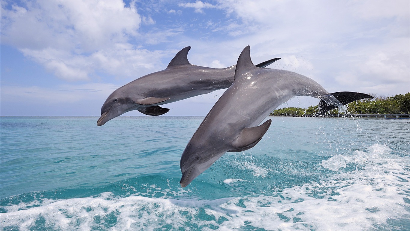 Fond d'écran thème Windows 8: les dauphins élégantes #6 - 1366x768