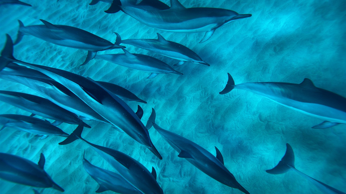 Windows 8 theme wallpaper: elegant dolphins #7 - 1366x768