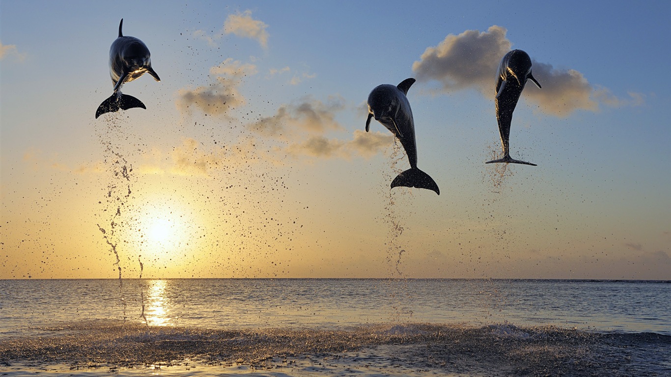 Windows 8 主題壁紙：優雅的海豚 #8 - 1366x768
