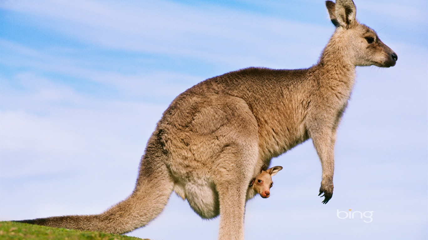 Bing 必應澳大利亞主題高清壁紙，動物，自然，建築 #1 - 1366x768
