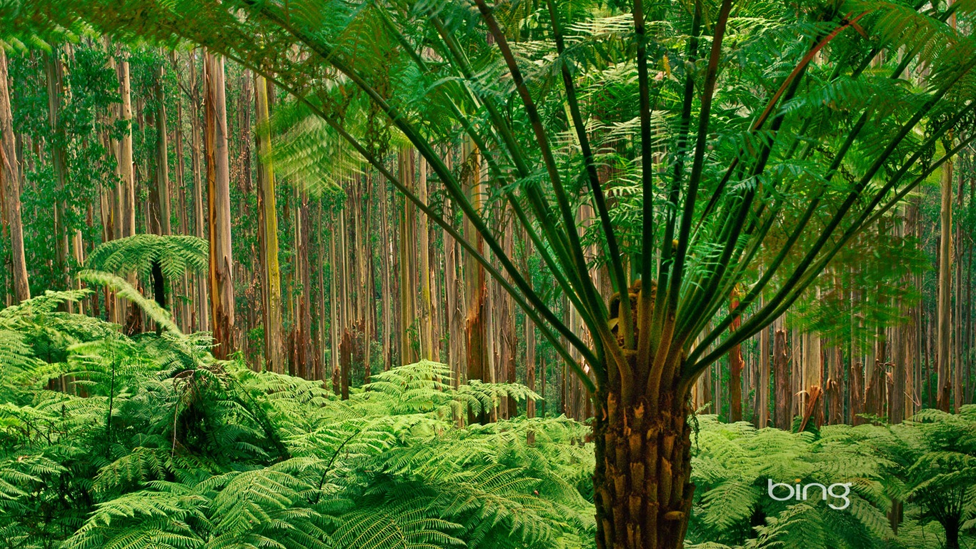 Bing Australien Thema HD Tapeten, Tiere, Natur, Gebäude #2 - 1366x768