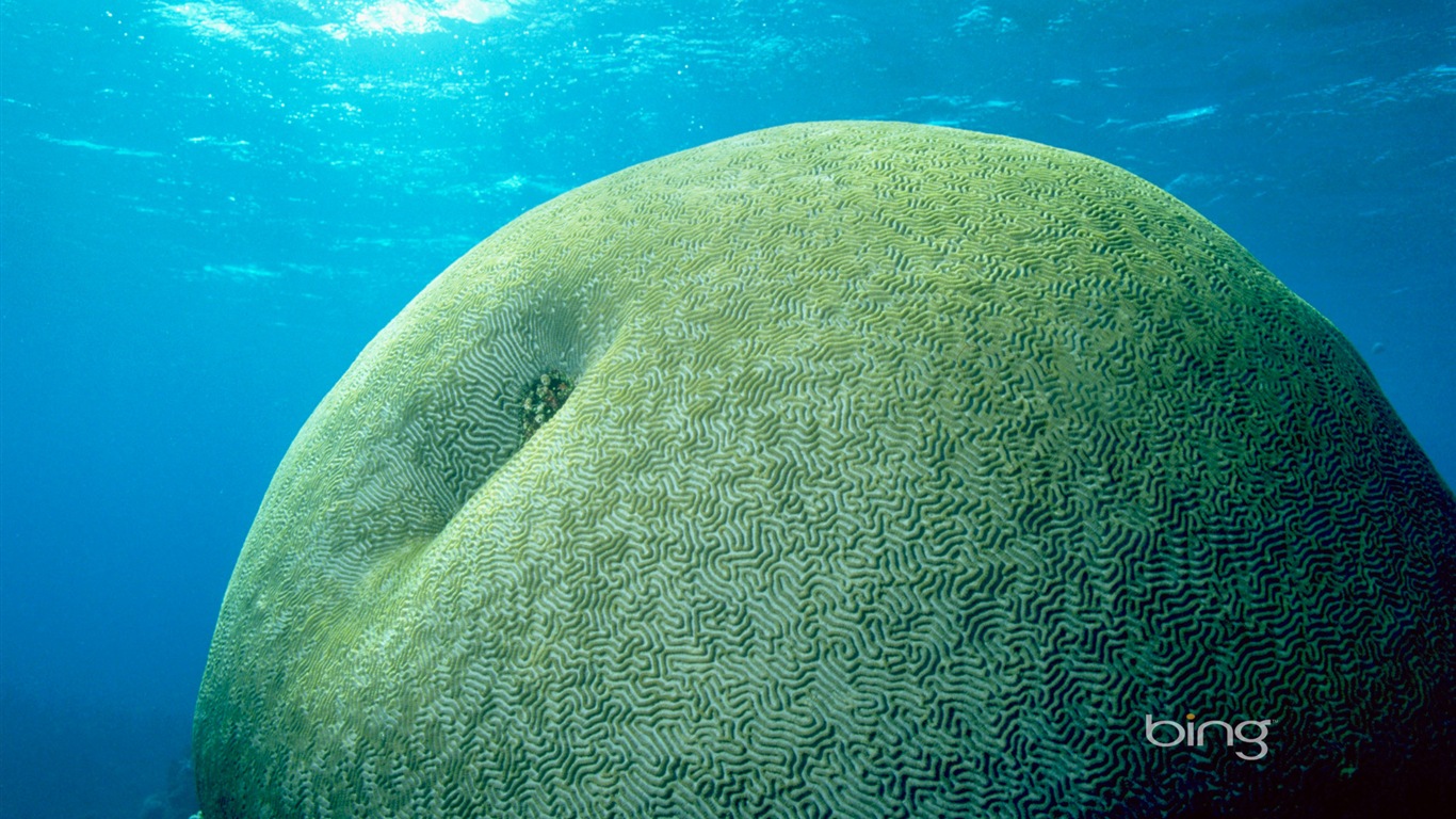 Bing Australie thème fonds d'écran HD, animaux, nature, bâtiments #4 - 1366x768