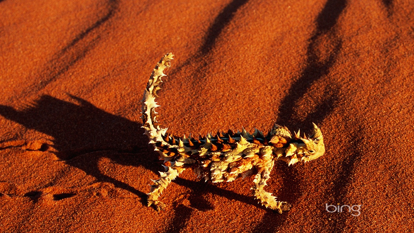 Bing 必應澳大利亞主題高清壁紙，動物，自然，建築 #7 - 1366x768
