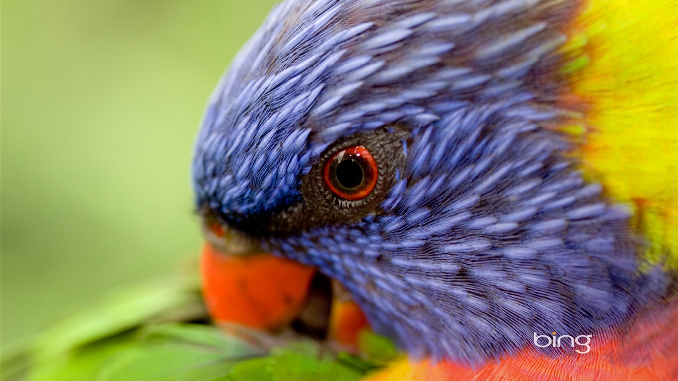 Bing Australie thème fonds d'écran HD, animaux, nature, bâtiments #13 - 1366x768