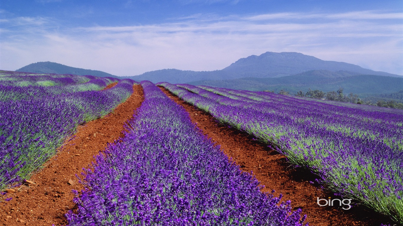 Microsoft Bing téma HD Tapety na plochu, Austrálie, město, krajina, zvířata #1 - 1366x768