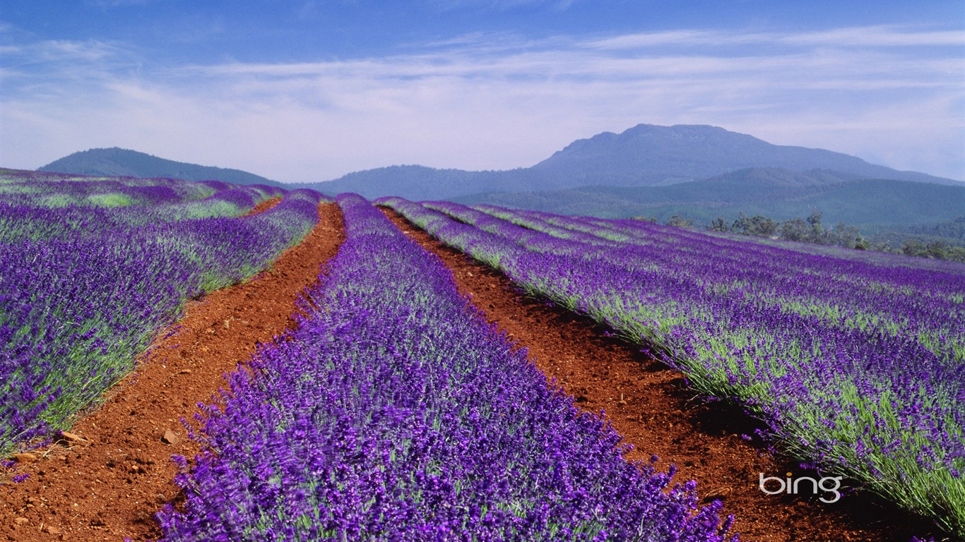 Microsoft Bing thème fonds d'écran HD, l'Australie, ville, paysage, animaux #1 - 1366x768