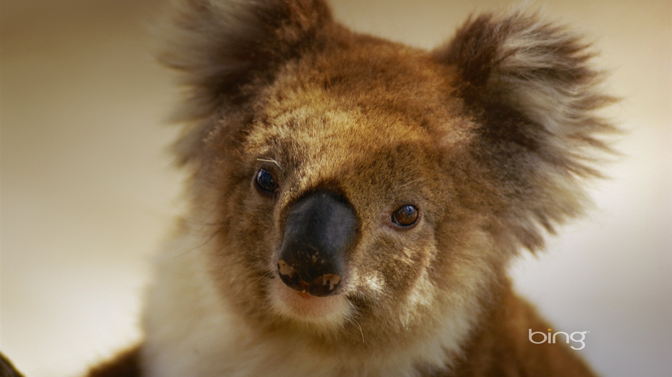 Microsoft Bing thème fonds d'écran HD, l'Australie, ville, paysage, animaux #3 - 1366x768