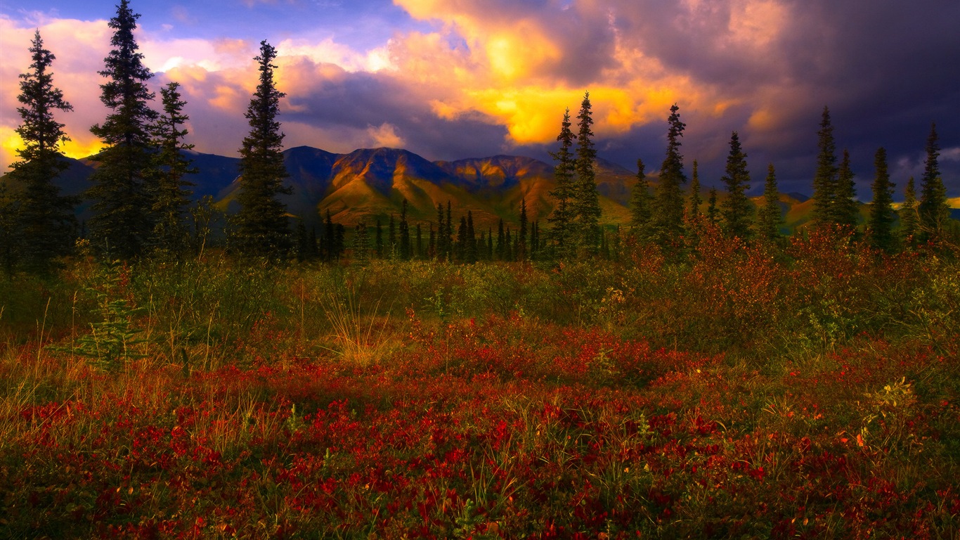 Denali National Park 迪納利國家公園 高清風景壁紙 #12 - 1366x768