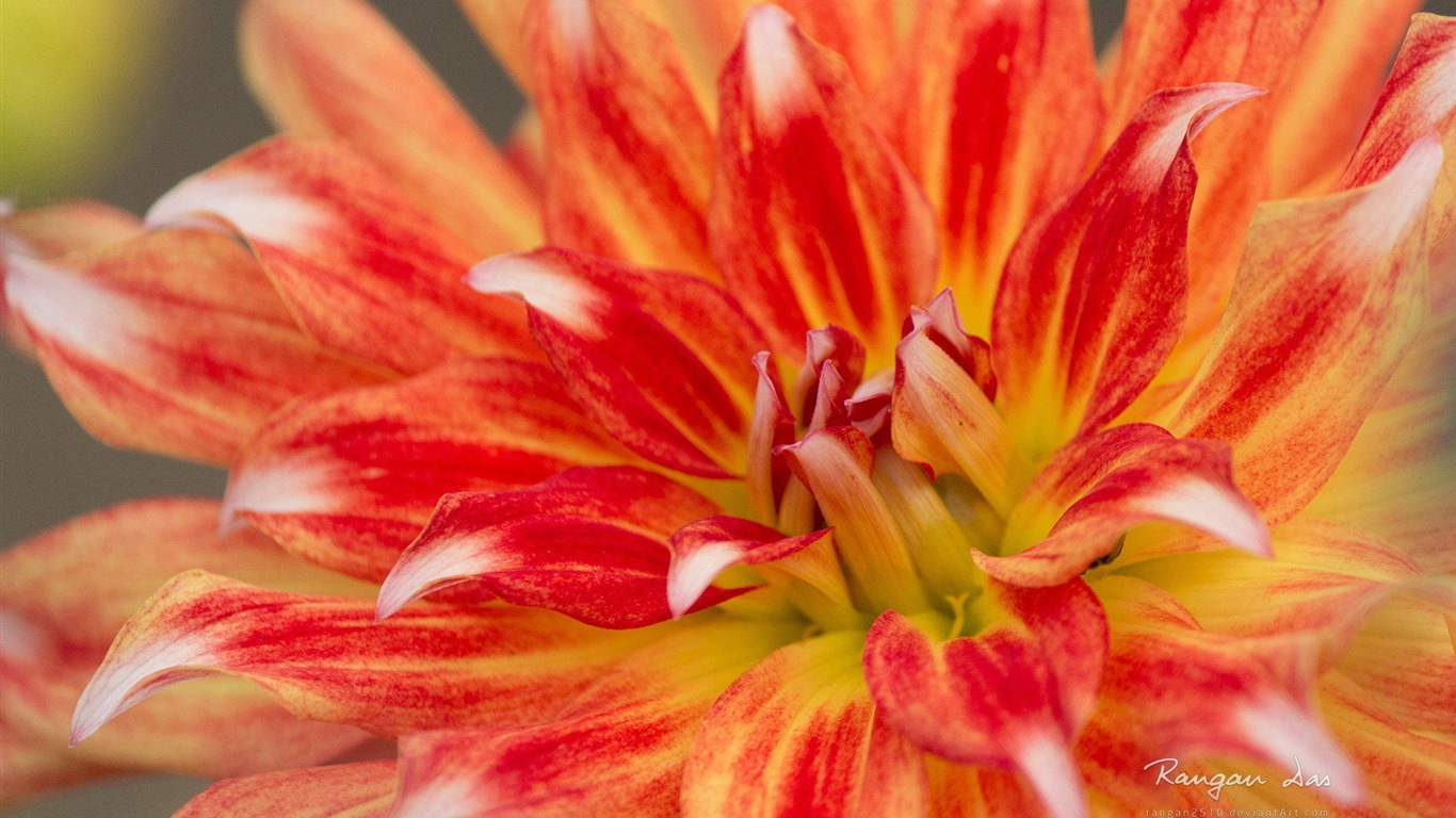 Windows 8 fleurs oiseaux papillon écran HD #1 - 1366x768