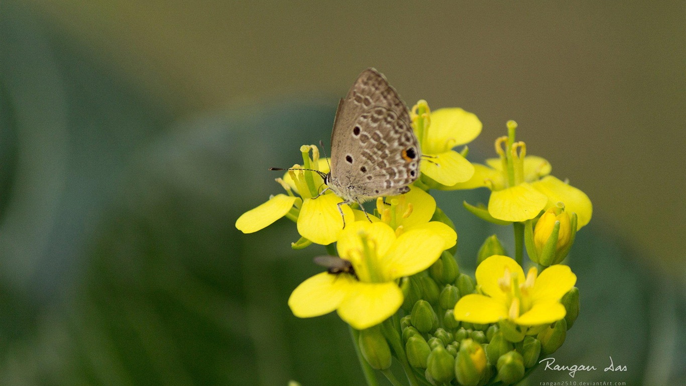 Windows 8 Blumen Vögel Schmetterling HD Wallpaper #2 - 1366x768