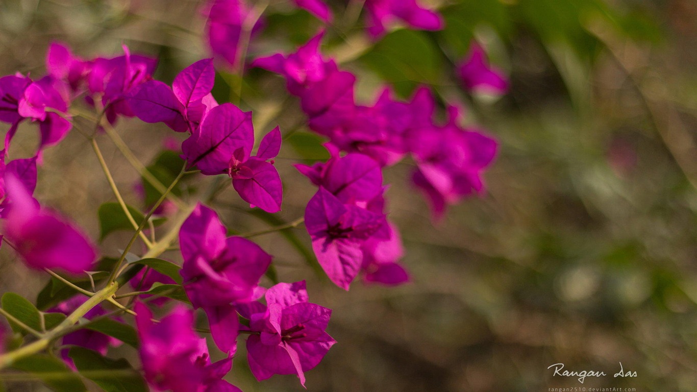 Windows 8 fleurs oiseaux papillon écran HD #3 - 1366x768