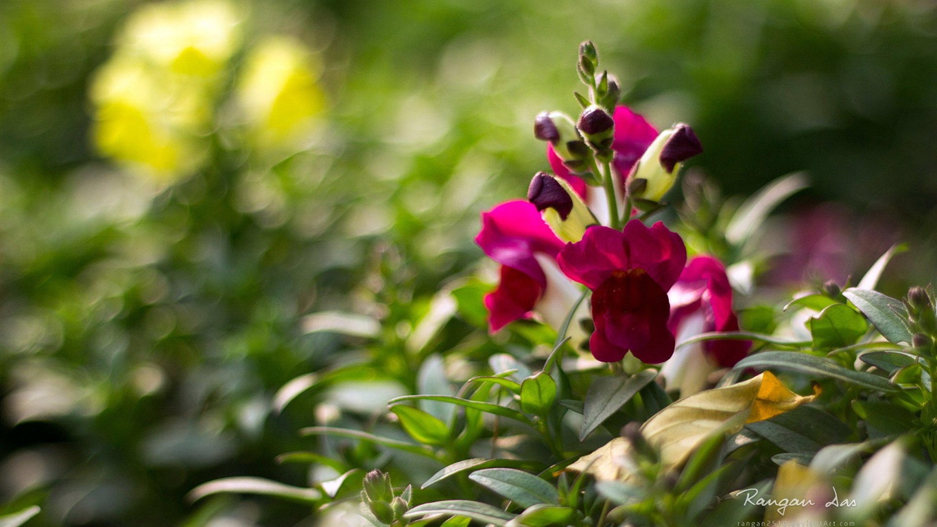 Windows 8 fleurs oiseaux papillon écran HD #4 - 1366x768