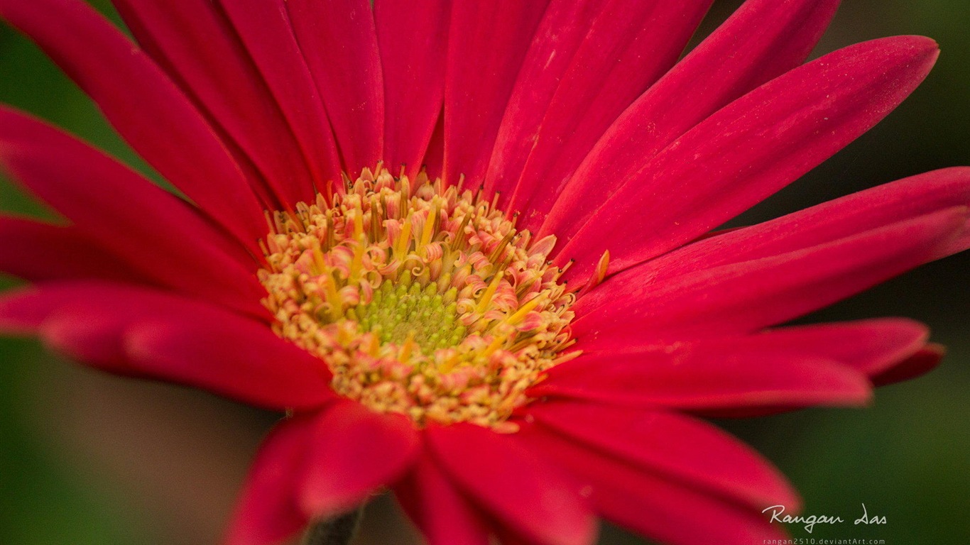 Windows 8 flores pájaros mariposa HD wallpapers #6 - 1366x768