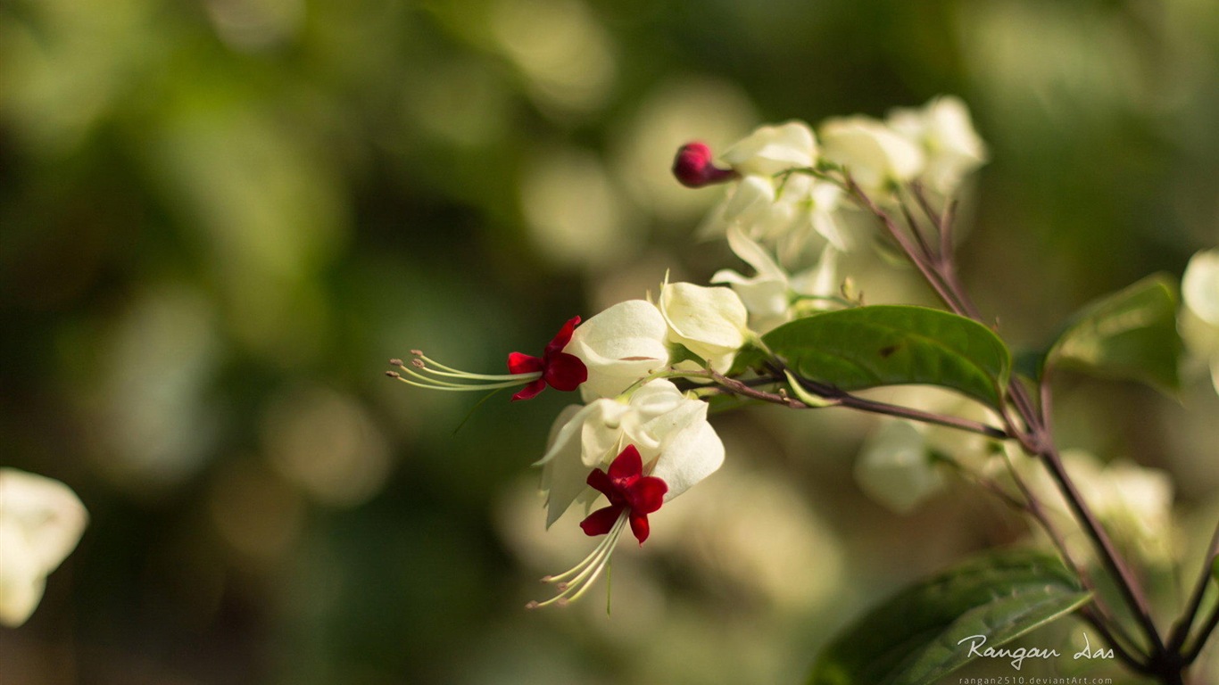 Windows 8 花鳥蝴蝶高清壁紙 #9 - 1366x768