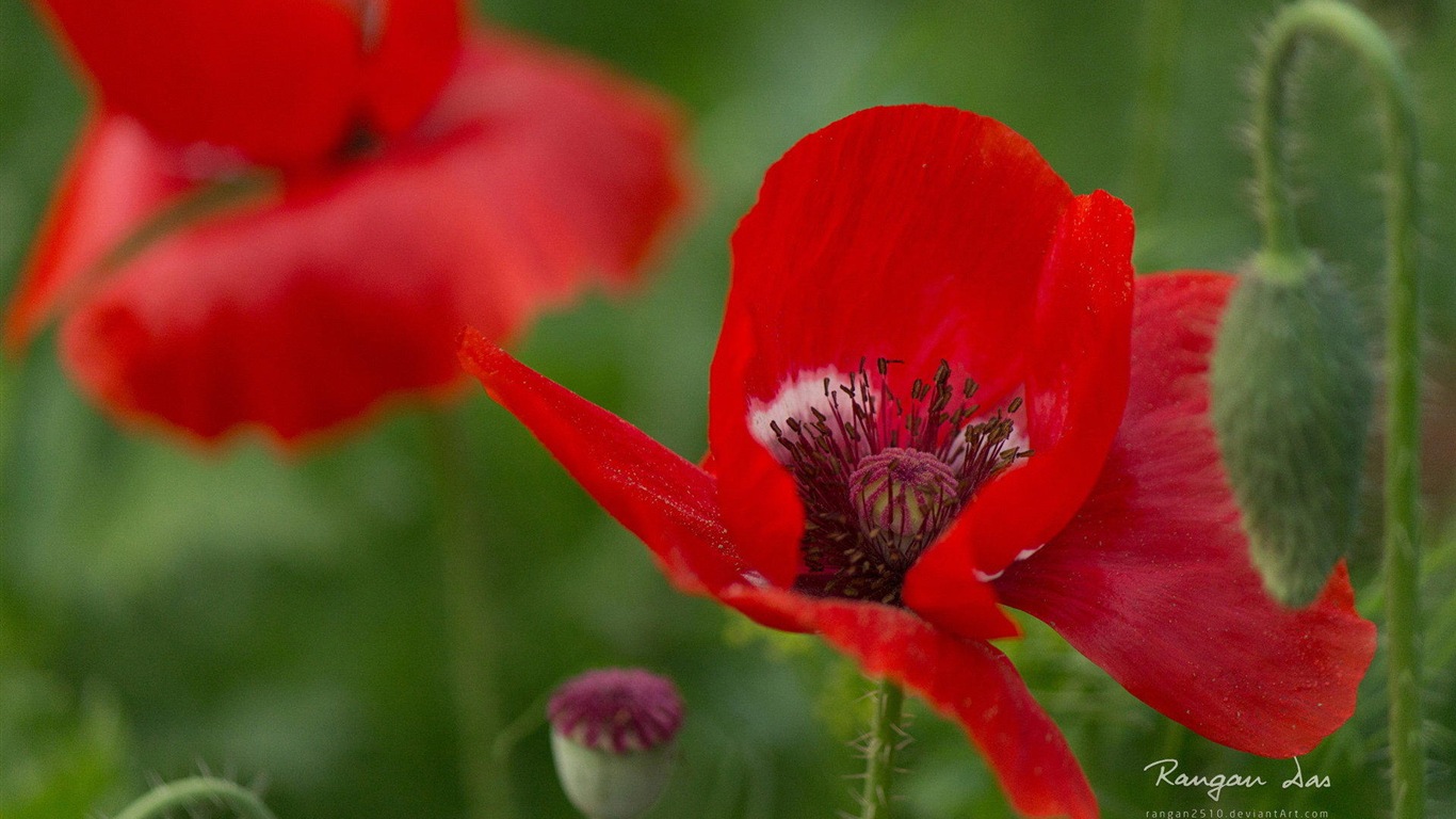 Windows 8 fleurs oiseaux papillon écran HD #11 - 1366x768