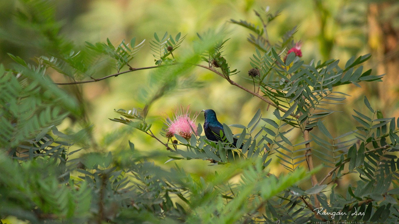 Windows 8 fleurs oiseaux papillon écran HD #17 - 1366x768