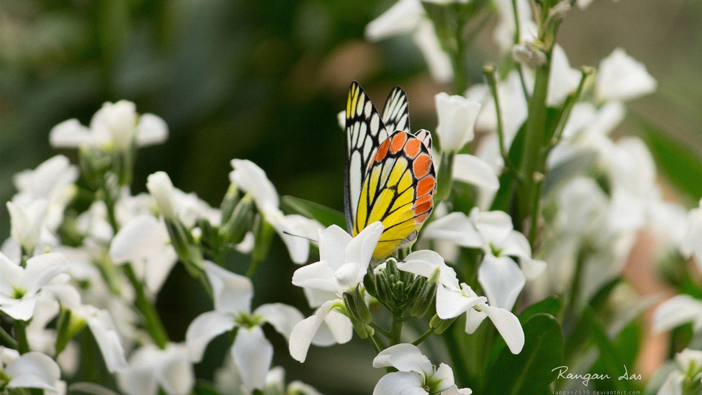 Windows 8 花鳥蝴蝶高清壁紙 #20 - 1366x768