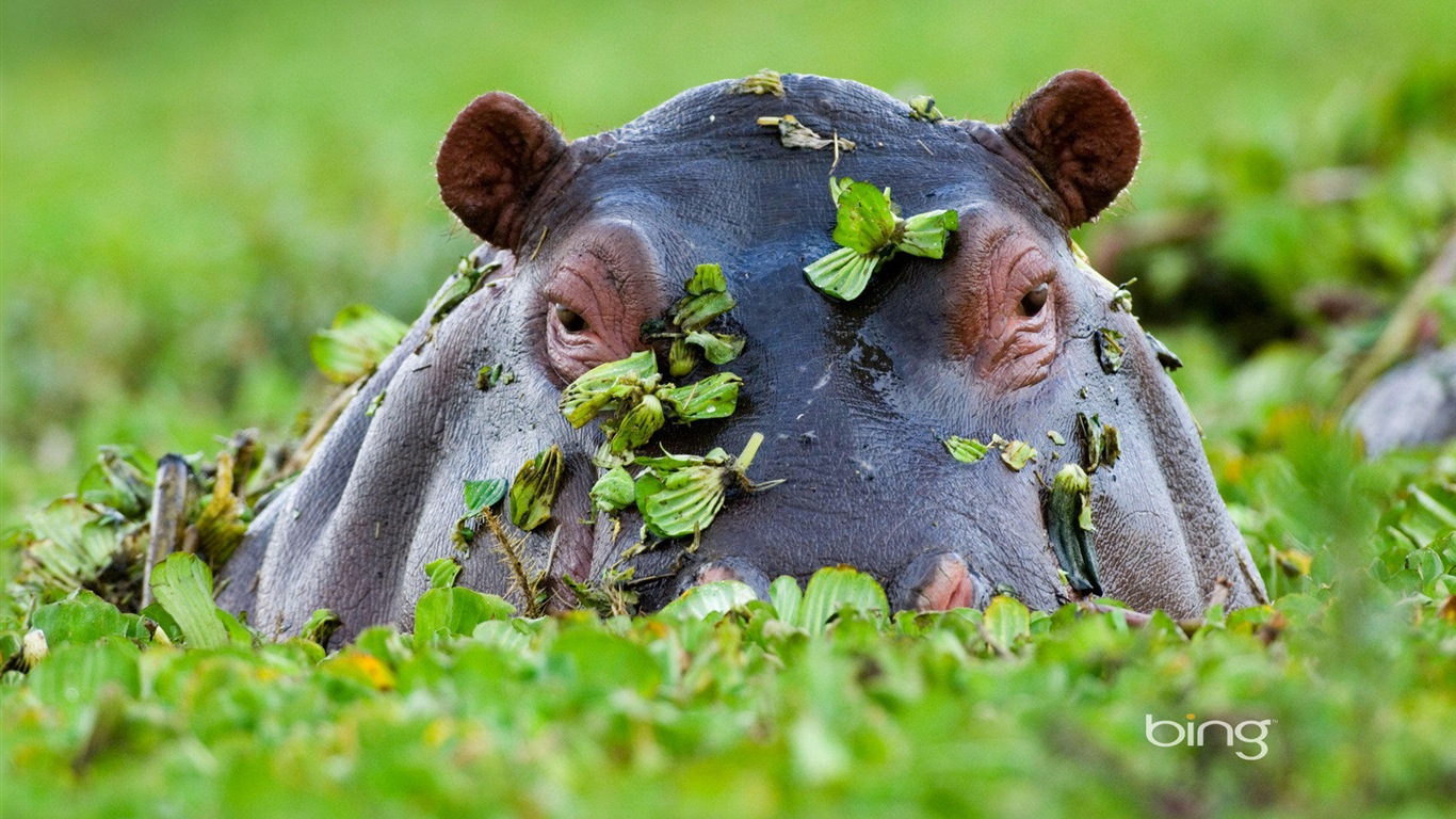 2013 Bing animaux officielles et fonds d'écran HD de paysage #2 - 1366x768