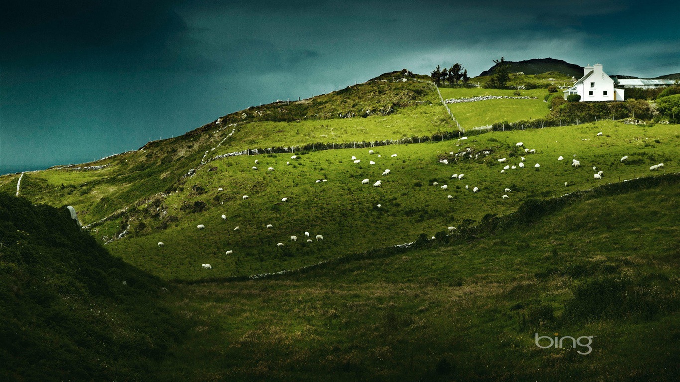 2013 Bing 必應官方動物和風景高清壁紙 #5 - 1366x768