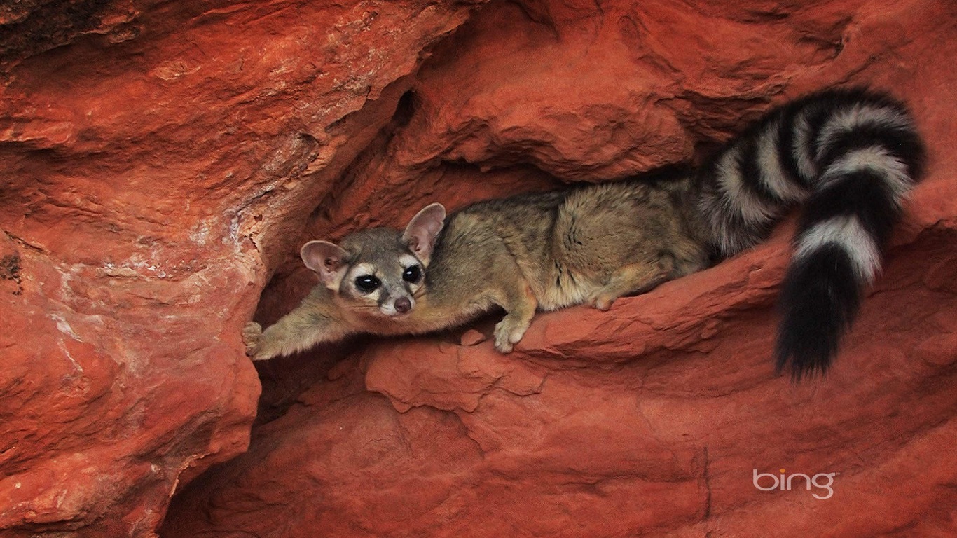2013 Bing 必應官方動物和風景高清壁紙 #6 - 1366x768