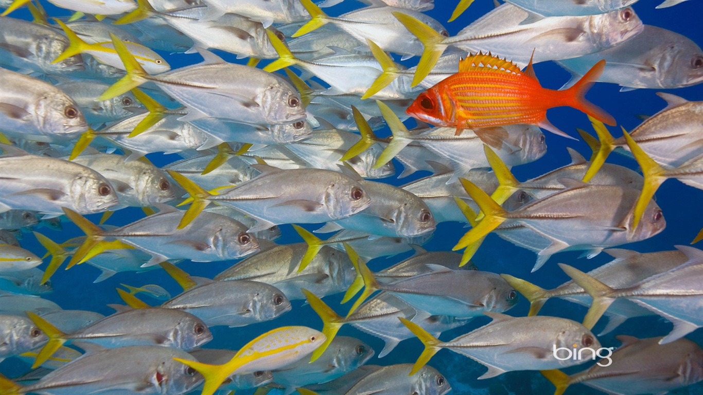 2013 Bing 必應官方動物和風景高清壁紙 #10 - 1366x768