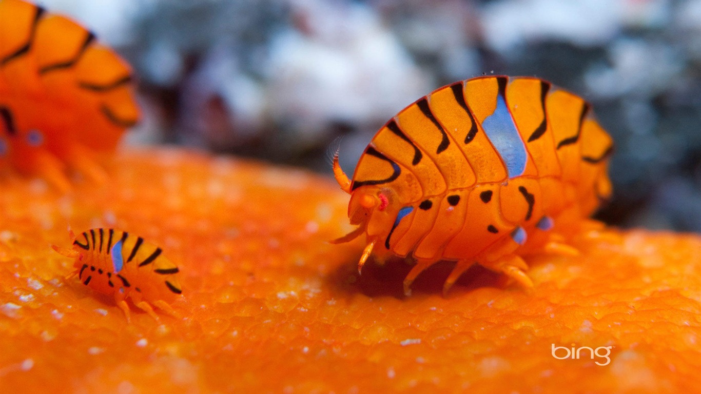 2013 Bing animaux officielles et fonds d'écran HD de paysage #19 - 1366x768