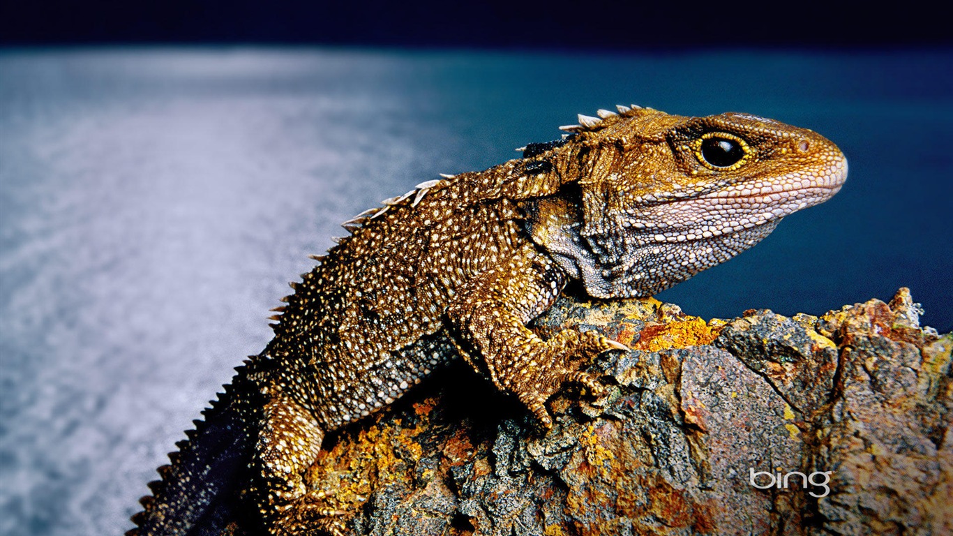 2013 Bing 必應官方動物和風景高清壁紙 #20 - 1366x768