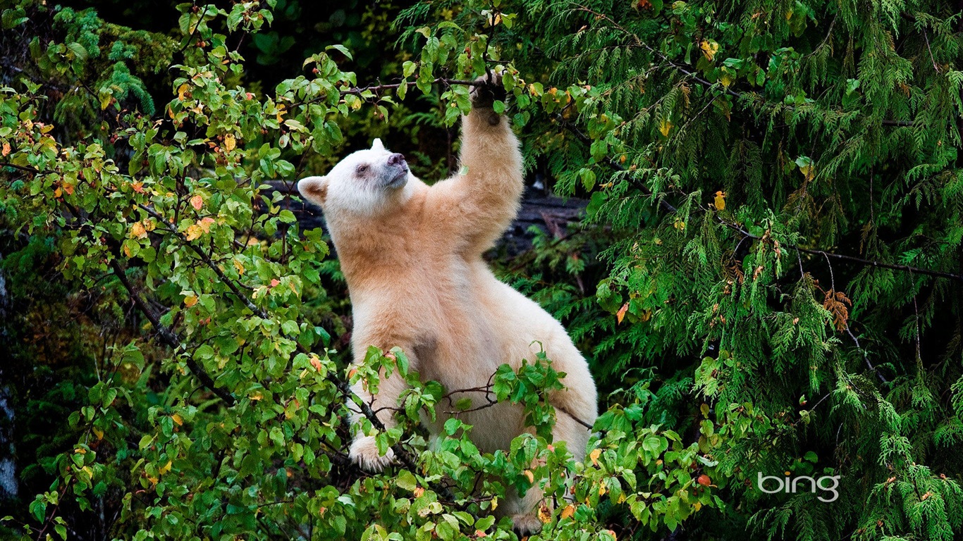 2013 Bing animaux officielles et fonds d'écran HD de paysage #26 - 1366x768